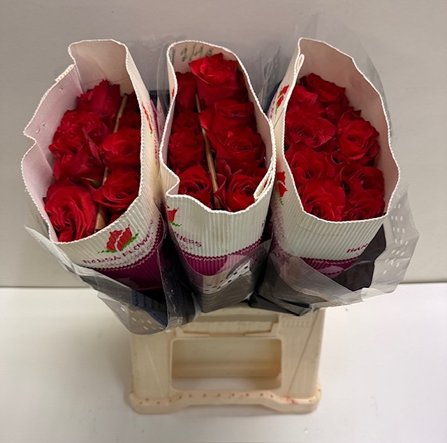 Rosa gr bromo HS.jpg